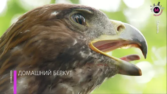 Мегаполис - Домашний беркут - Тюмень