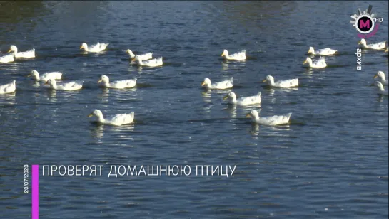 Мегаполис - Проверят домашнюю птицу - Югра