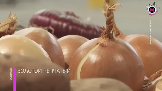 Мегаполис - Золотой репчатый - Югра