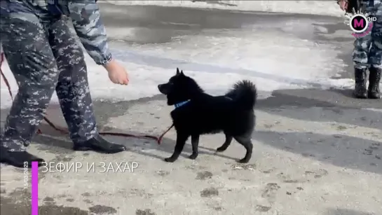 Мегаполис - Бельгийские овчарки на службе у кинологов - Сургут