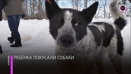 Мегаполис - Ребёнка покусали собаки - Нижневартовск