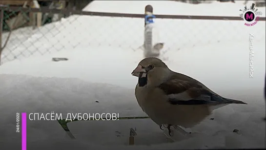 Мегаполис – Спасём дубоносов! – ХМАО-Югра