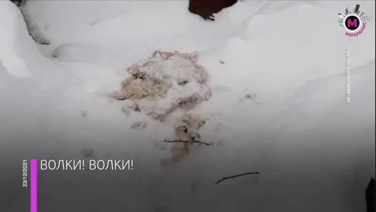 Мегаполис - Волки загрызли собак - ХМАО-Югра