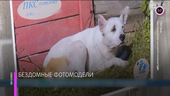 Мегаполис - Бездомные фотомодели - Нягань