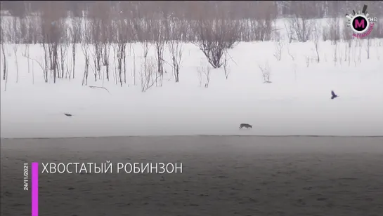 Мегаполис - Спасли собаку - ХМАО-Югра