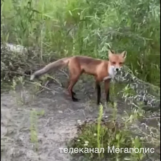 Мегаполис - Лиса на рыбалке - ХМАО-Югра