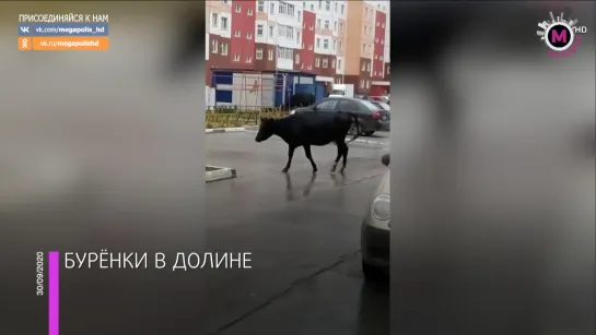 Мегаполис - Бурёнки в долине - Нижневартовск