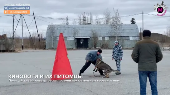 Мегаполис - Кинологи и их питомцы - Нижневартовск