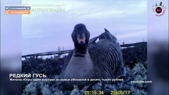 Мегаполис - Редкий гусь - Нижневартовский район