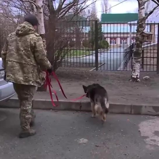 Овчарка прошла весь боевой путь с участником СВО