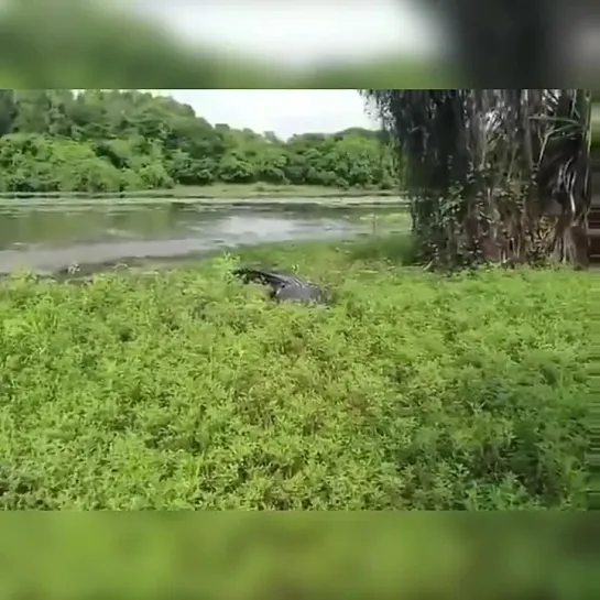 Видео от Интересное видео GIF