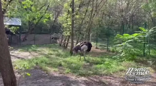 Страус Максим появился в зоопарке - Паблик «Это Ростов!»