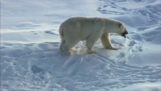 Frozen Planet: On Thin Ice (David Attenborough, Alastair Fothergill, 2011)