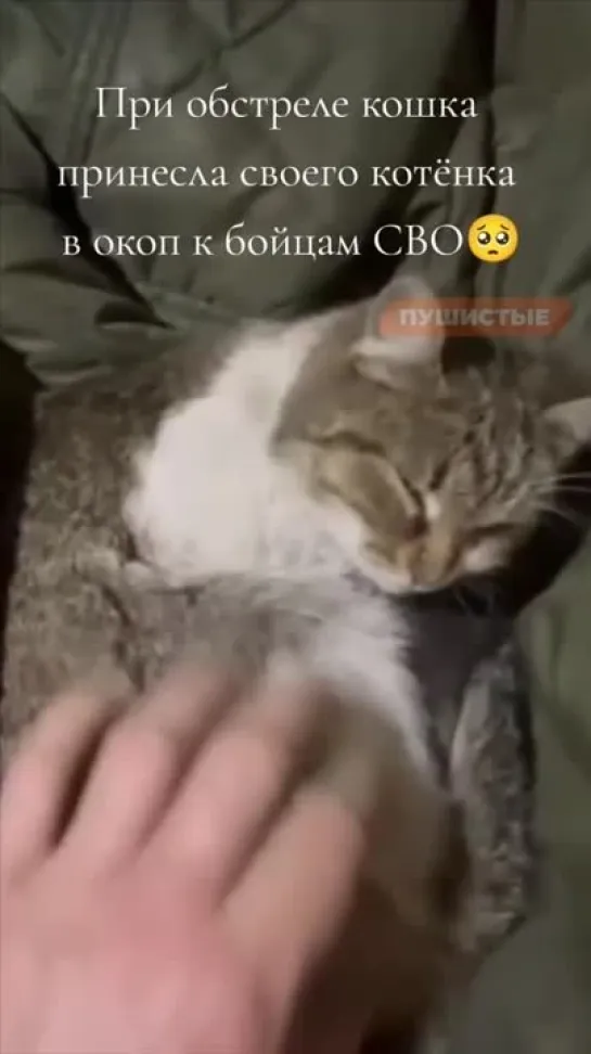 Кошка принесла своего котенка в окоп к нашим бойцам, чтобы спасти его от обстрел