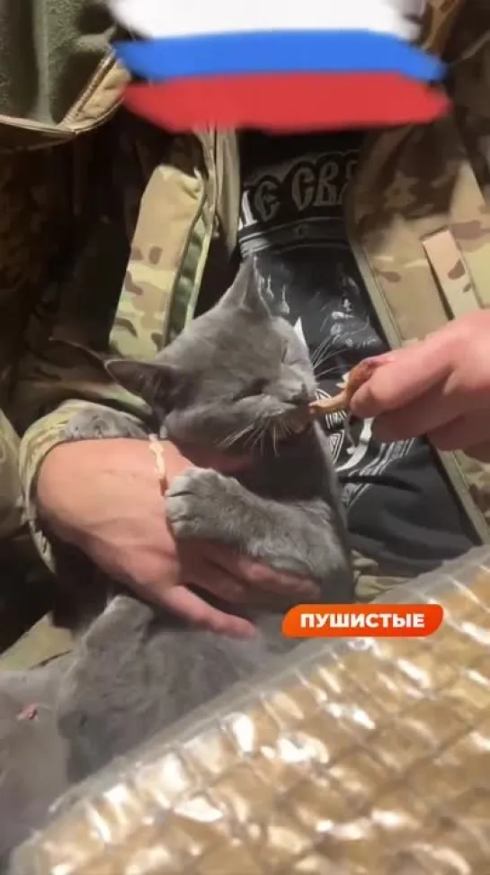 Пушистый боец набирается сил перед новым боем с мышами 😼