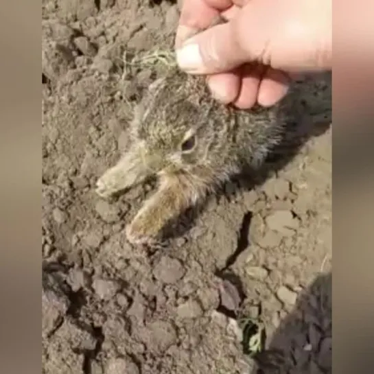 Вот же зайчик боевой какой 😄