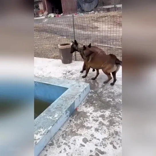 Такой всегда на помощь придет!