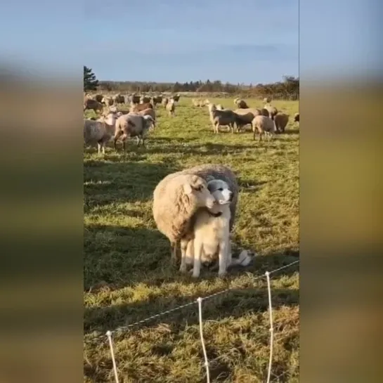 Видео РЖАЧ