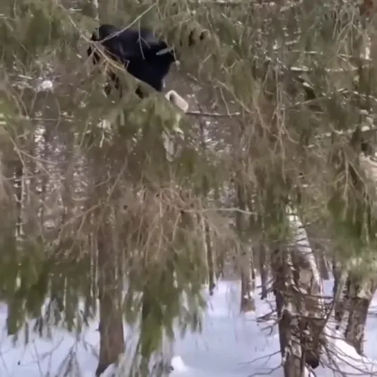 Видео РЖАЧ