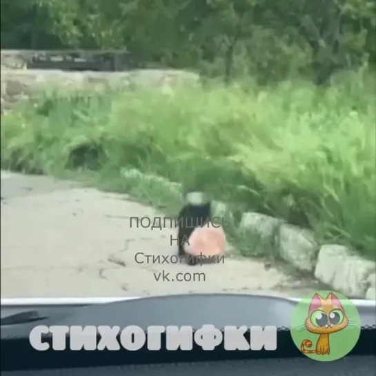 Видео от РЖАЧ