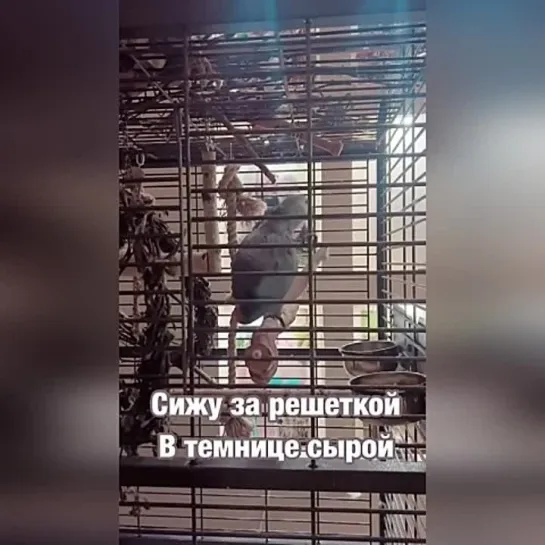 Видео РЖАЧ