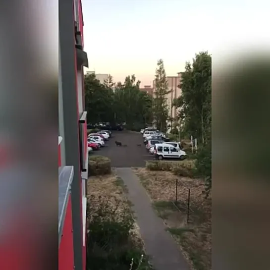 Видео РЖАЧ