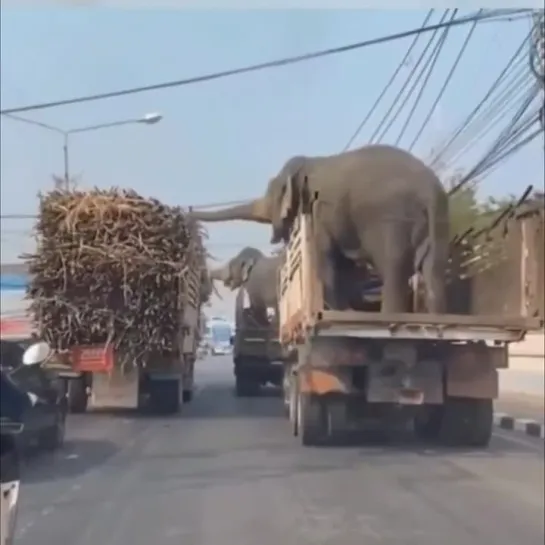 Видео РЖАЧ