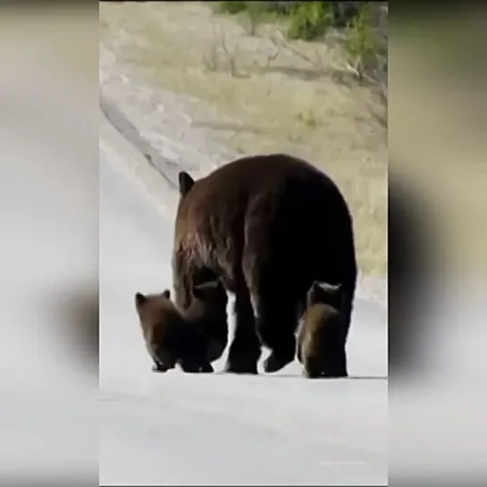 Видео РЖАЧ