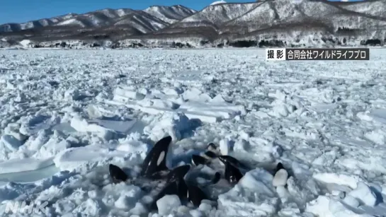 Стая краснокнижных косаток заблокированы во льдах