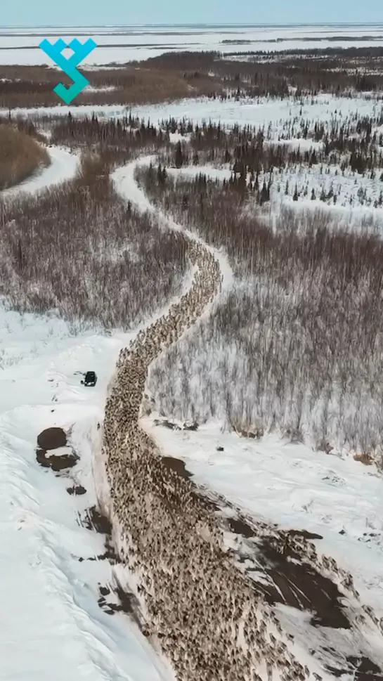 Перегон оленей в Приуралье