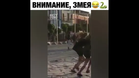 Внимание, змея!