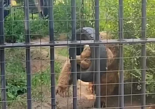 Видео от Настоящий Воронеж