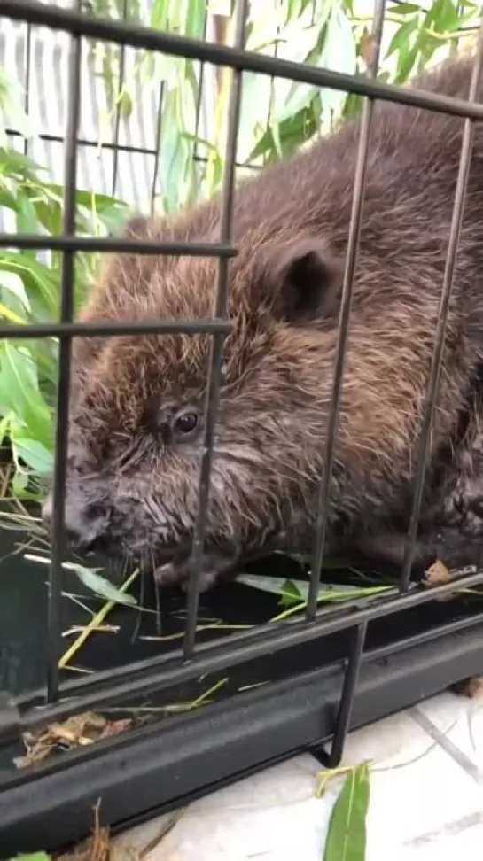 Видео от Настоящий Воронеж