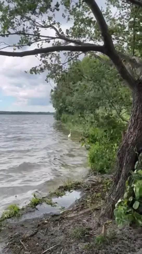 Видео от Настоящий Воронеж