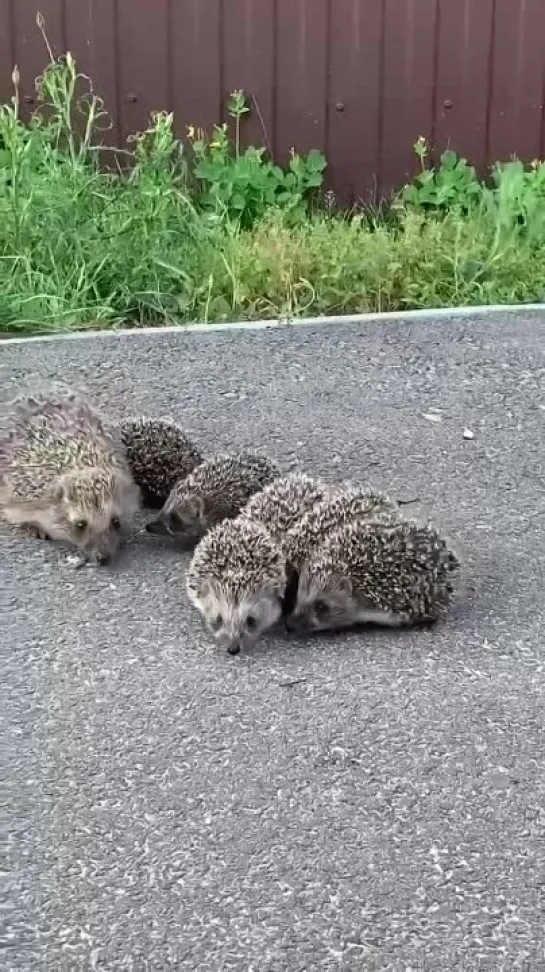 Видео от Настоящий Воронеж