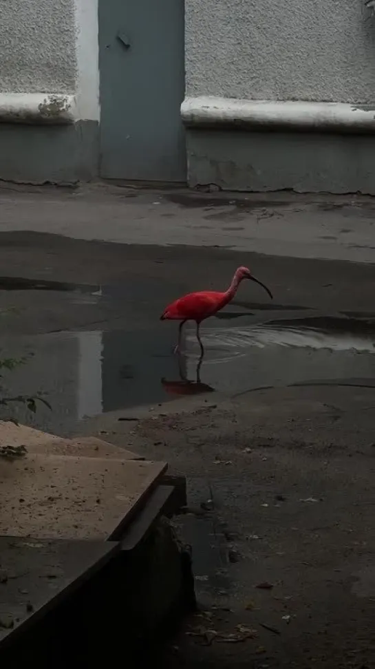 Видео от Настоящий Воронеж