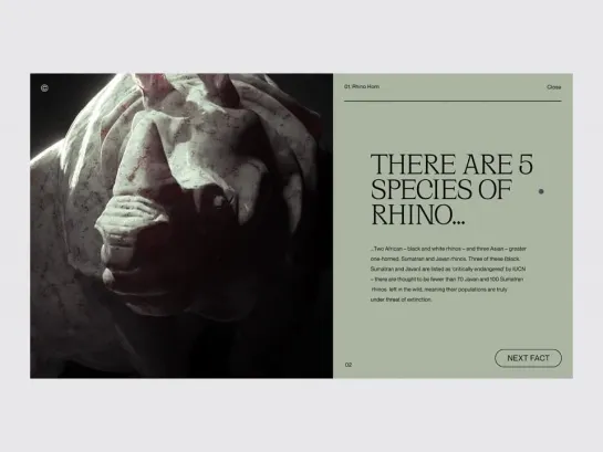 Rhino