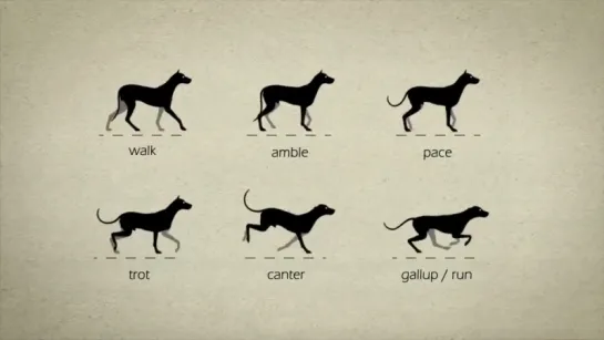 Animal Gaits