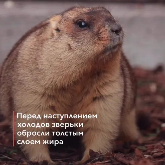 Сурки Ленинградского зоопарка впали в спячку