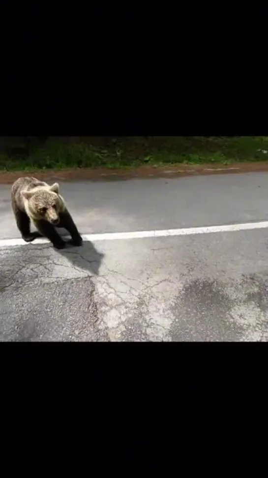 Видео от Чоппер или мото без пластмассы