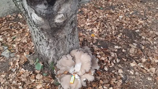 Видео от Сергея Салтыкова