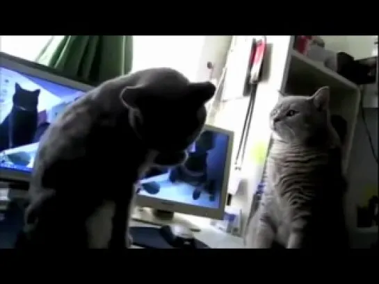 Cats playing Patty-cake