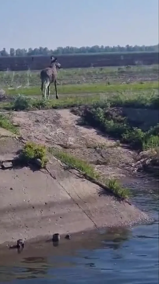 Видео от Такие дела