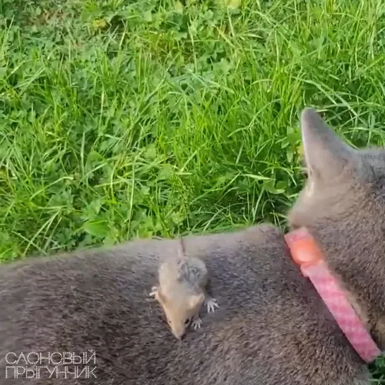 Видео от Слоновый прыгунчик