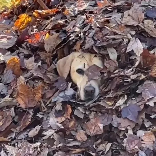 Видео от Слоновый прыгунчик