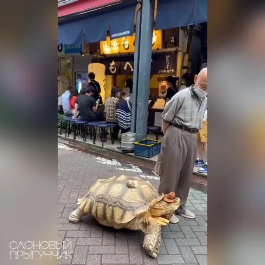 Видео от Слоновый прыгунчик