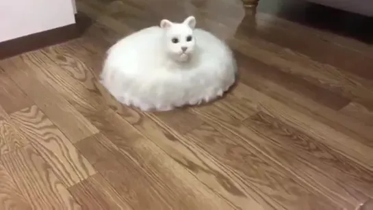 cat roomba