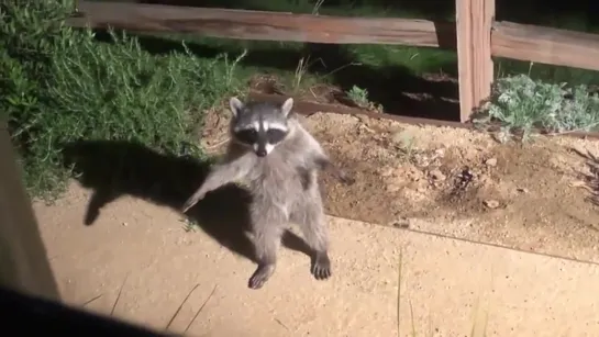 T-pose raccoon with Halo theme