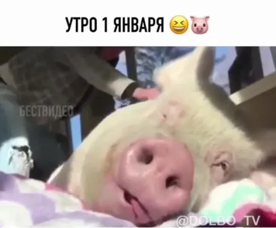 Утро 1 января, хрю