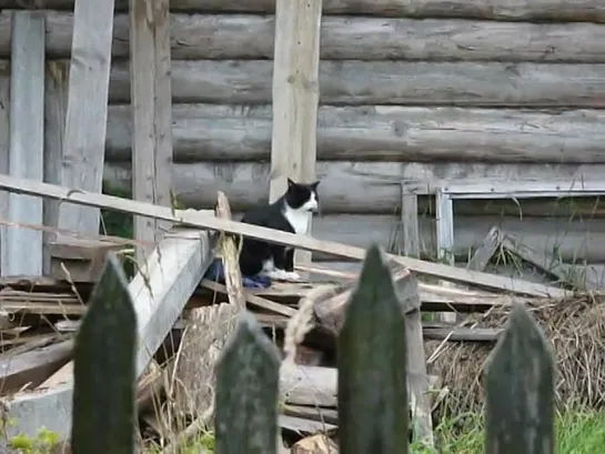 Соседский кот [пос. Мирный, Архангельская обл.]